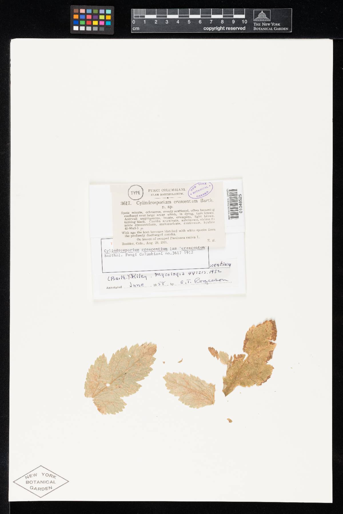 Phloeospora crescentium image