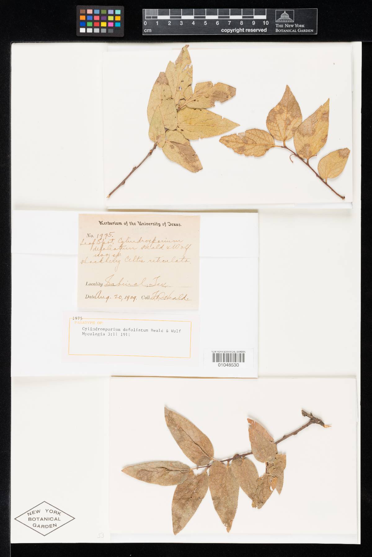 Cylindrosporium defoliatum image