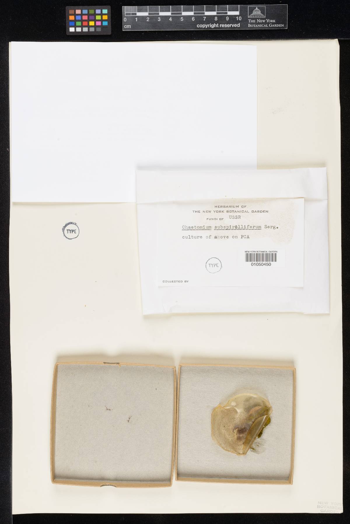 Chaetomium subspirilliferum image