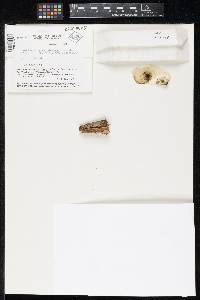 Porosphaeria sporoschismophora image