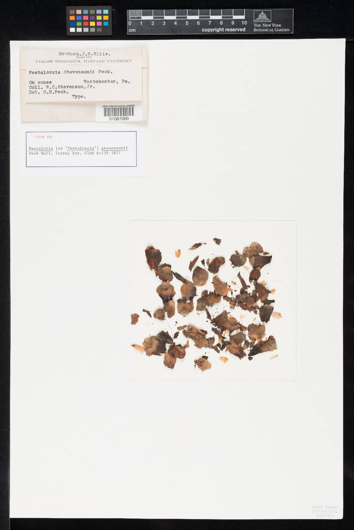 Pestalotia stevensonii image