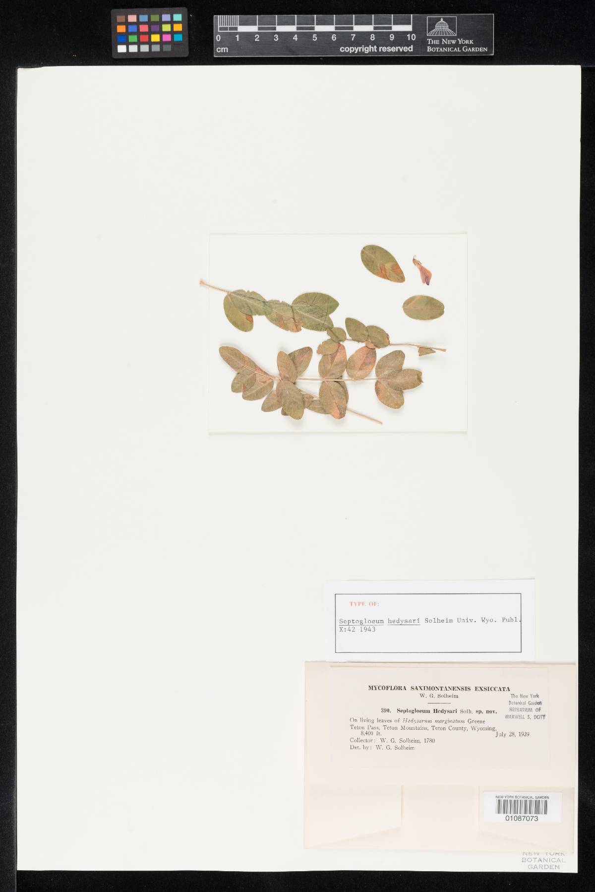 Septogloeum hedysari image