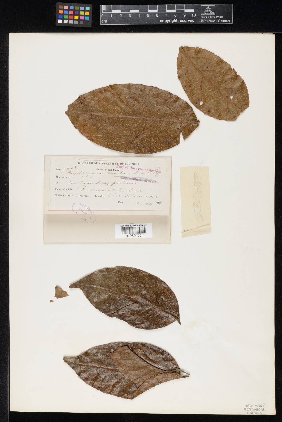 Phyllachora nectandrae image