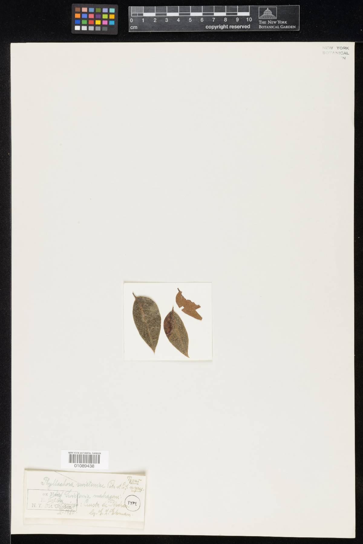 Phyllachora swieteniae image