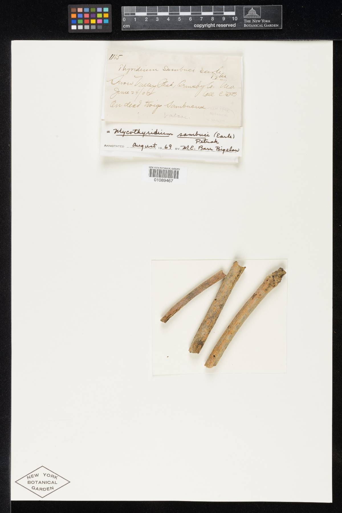 Thyridium sambuci image