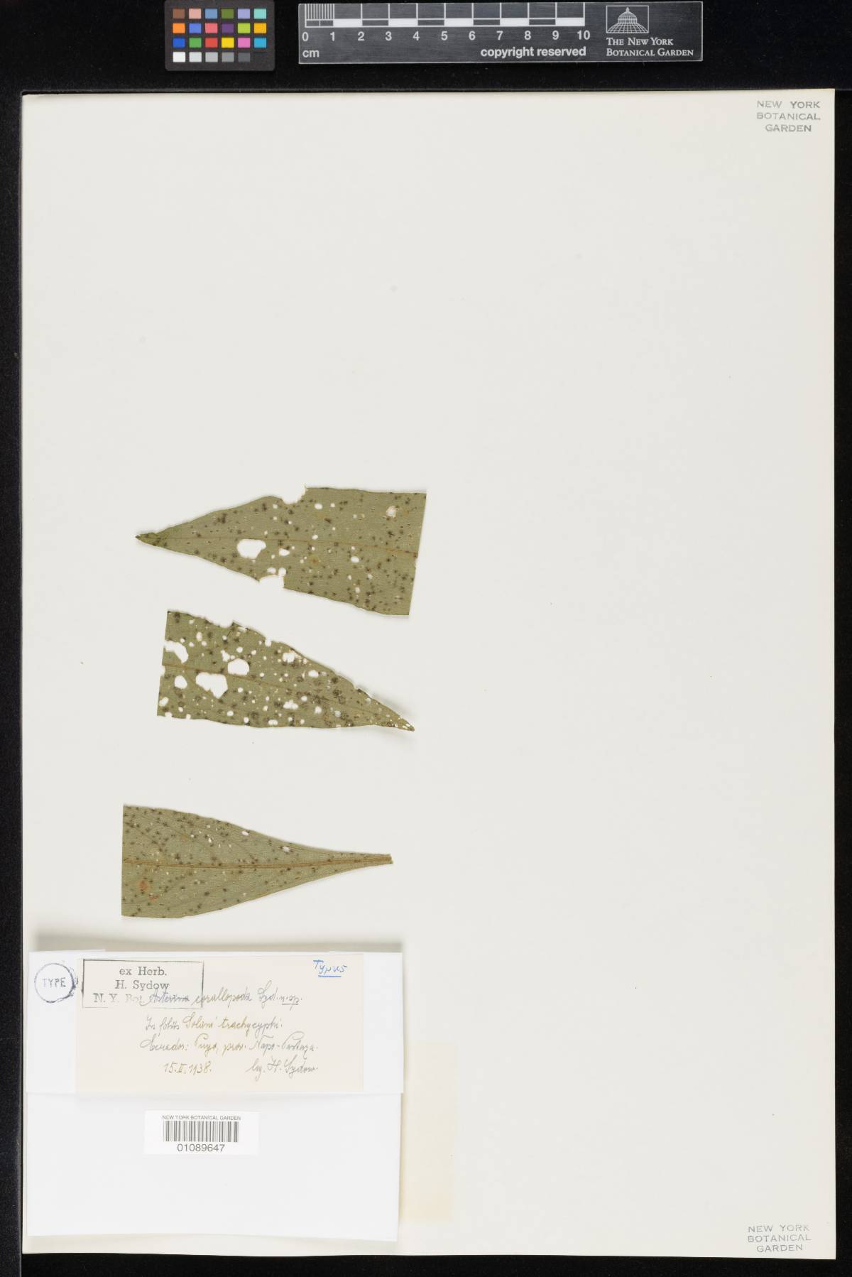 Asterina corallopoda image