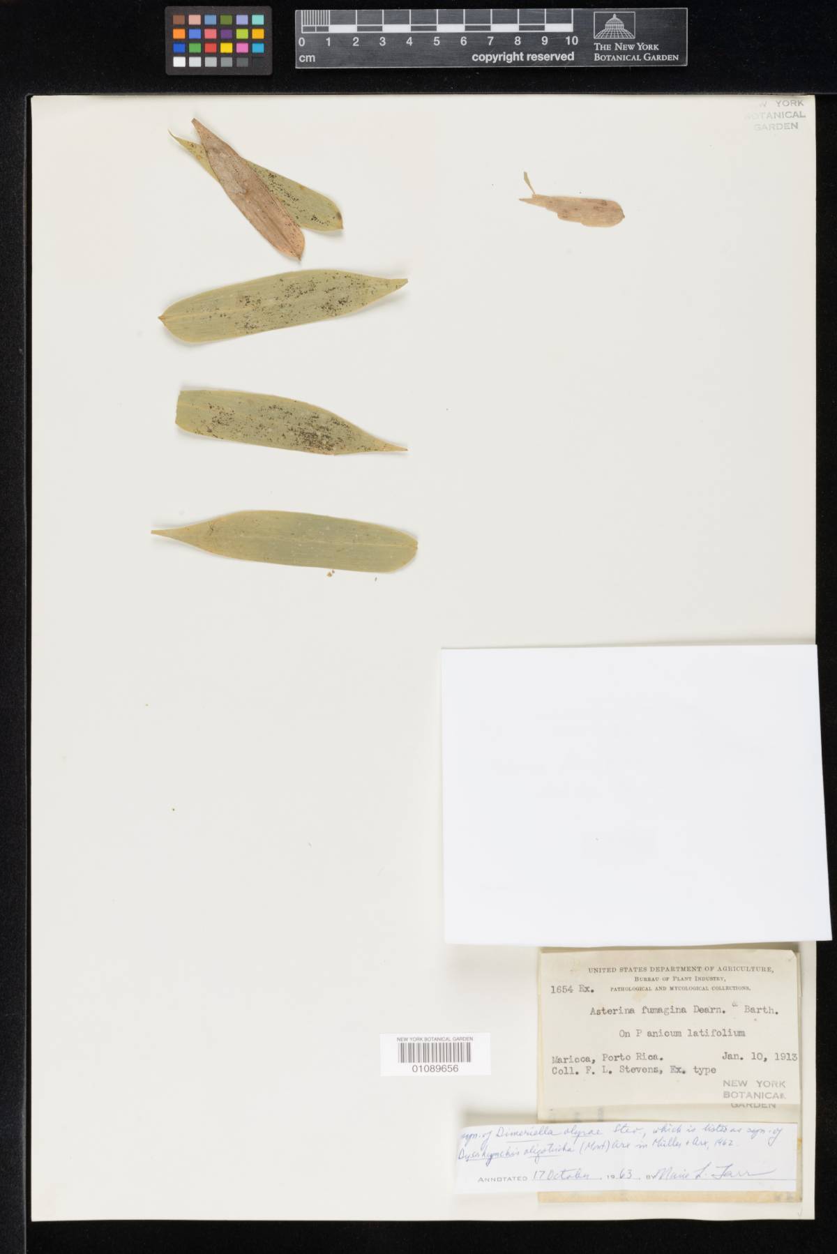 Asterina fumagina image