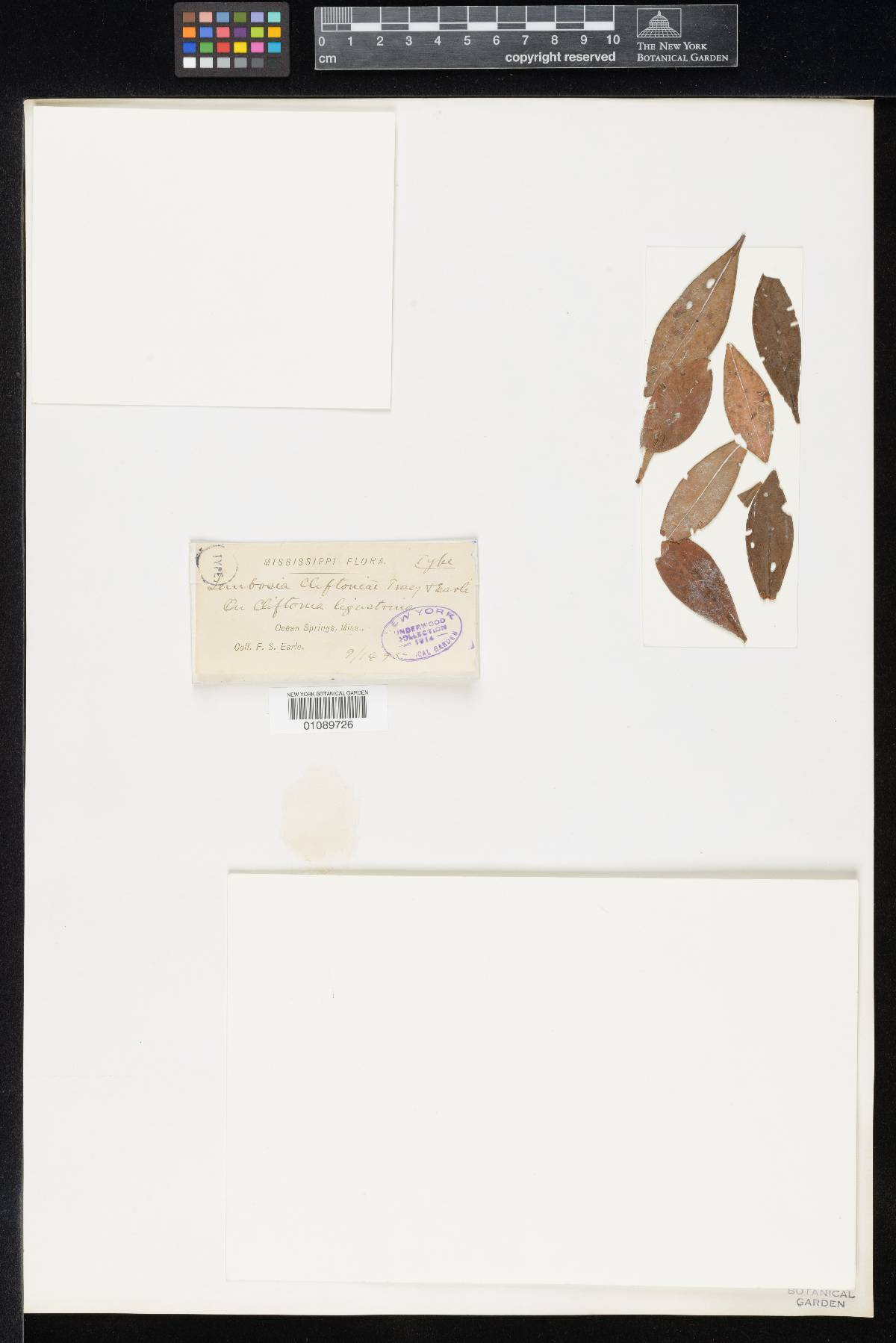 Lembosia cliftoniae image
