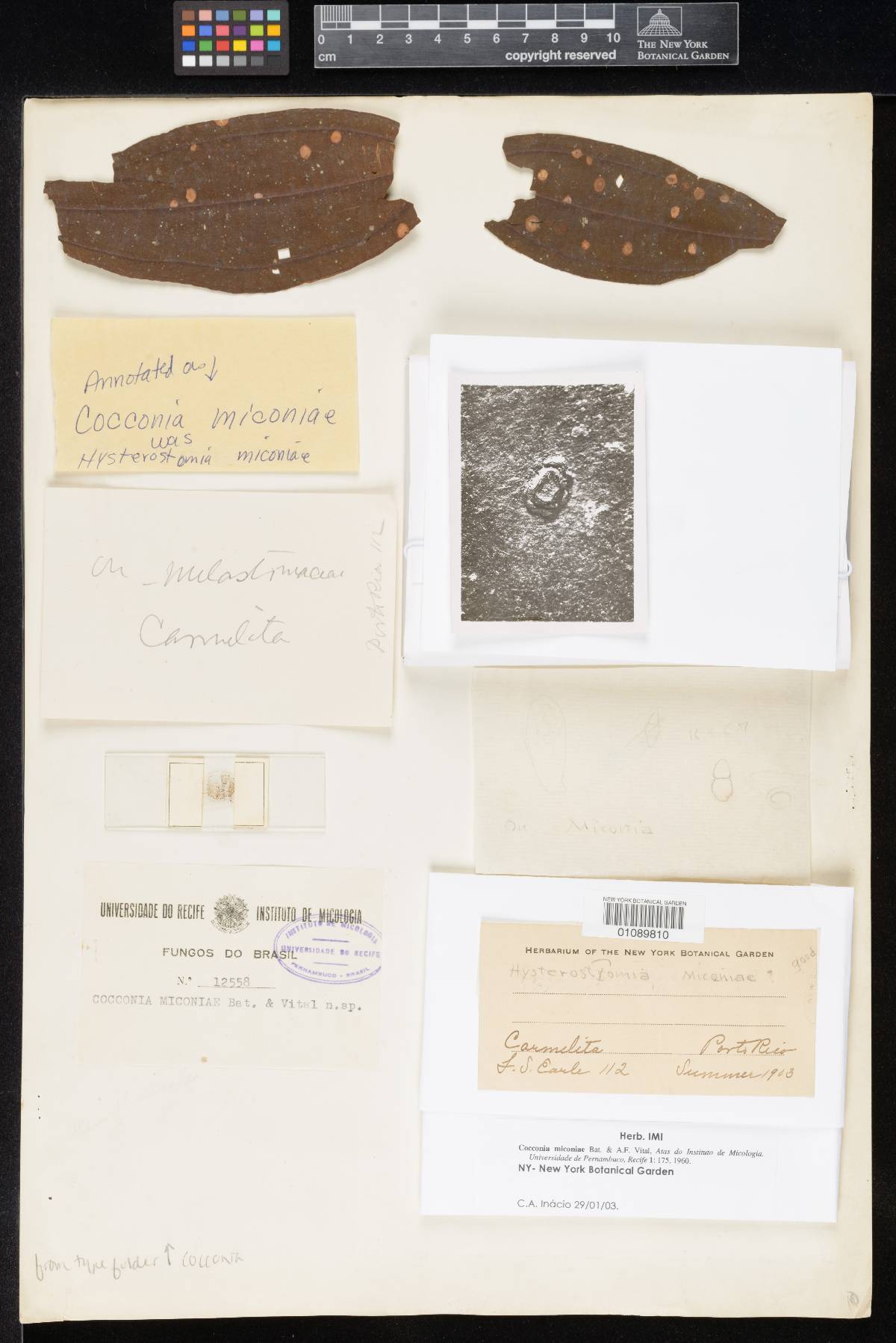 Cocconia miconiae image