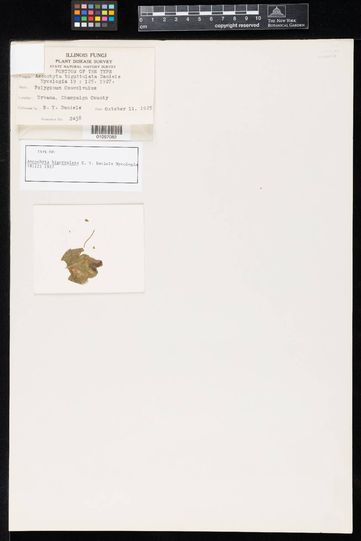 Ascochyta biguttulata image
