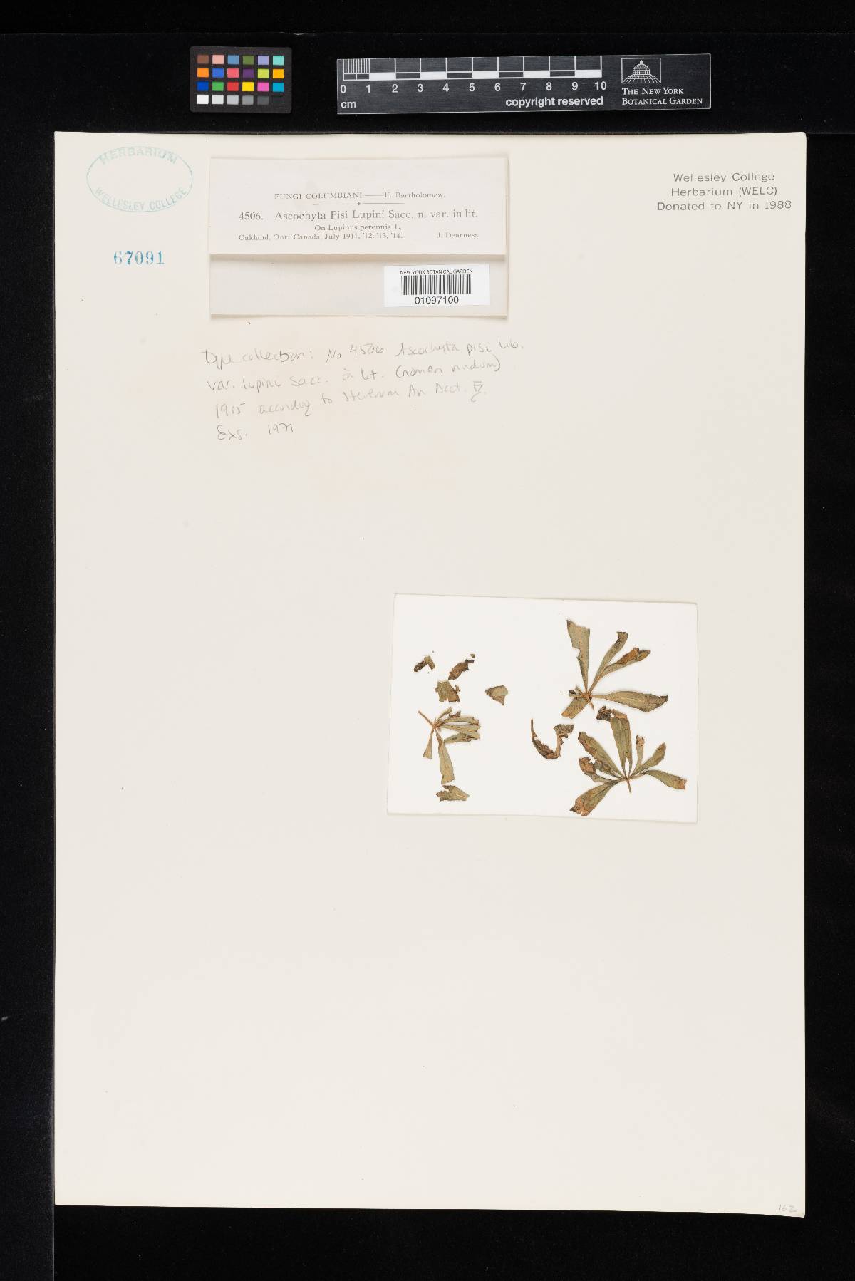 Ascochyta pisi var. lupini image