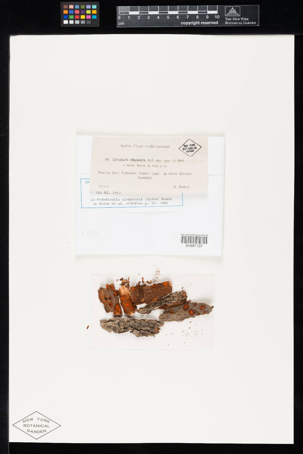 Calopactis singularis image