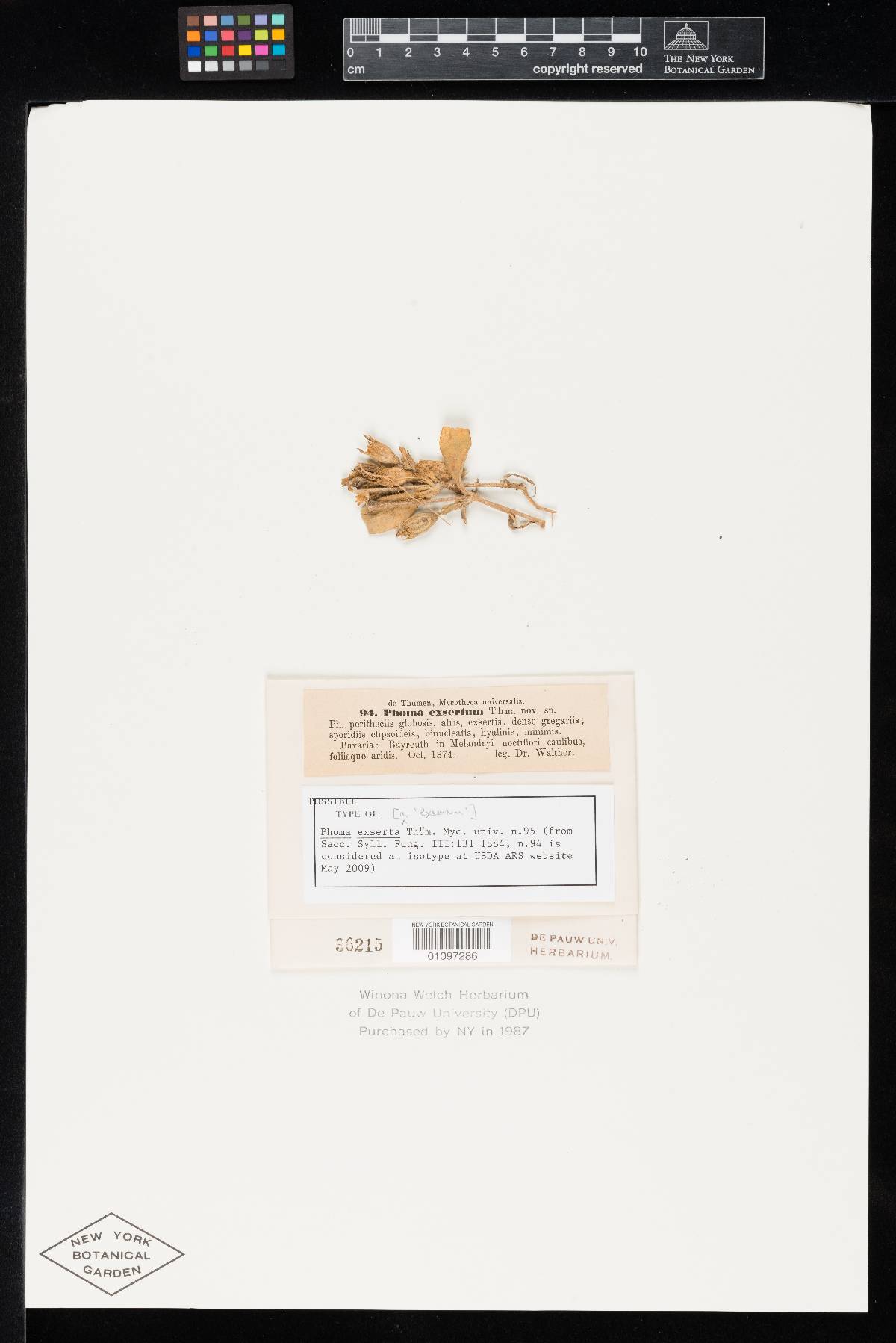 Phoma exserta image