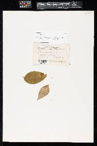 Phyllosticta diervillae image
