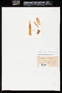 Phyllosticta gladioli image