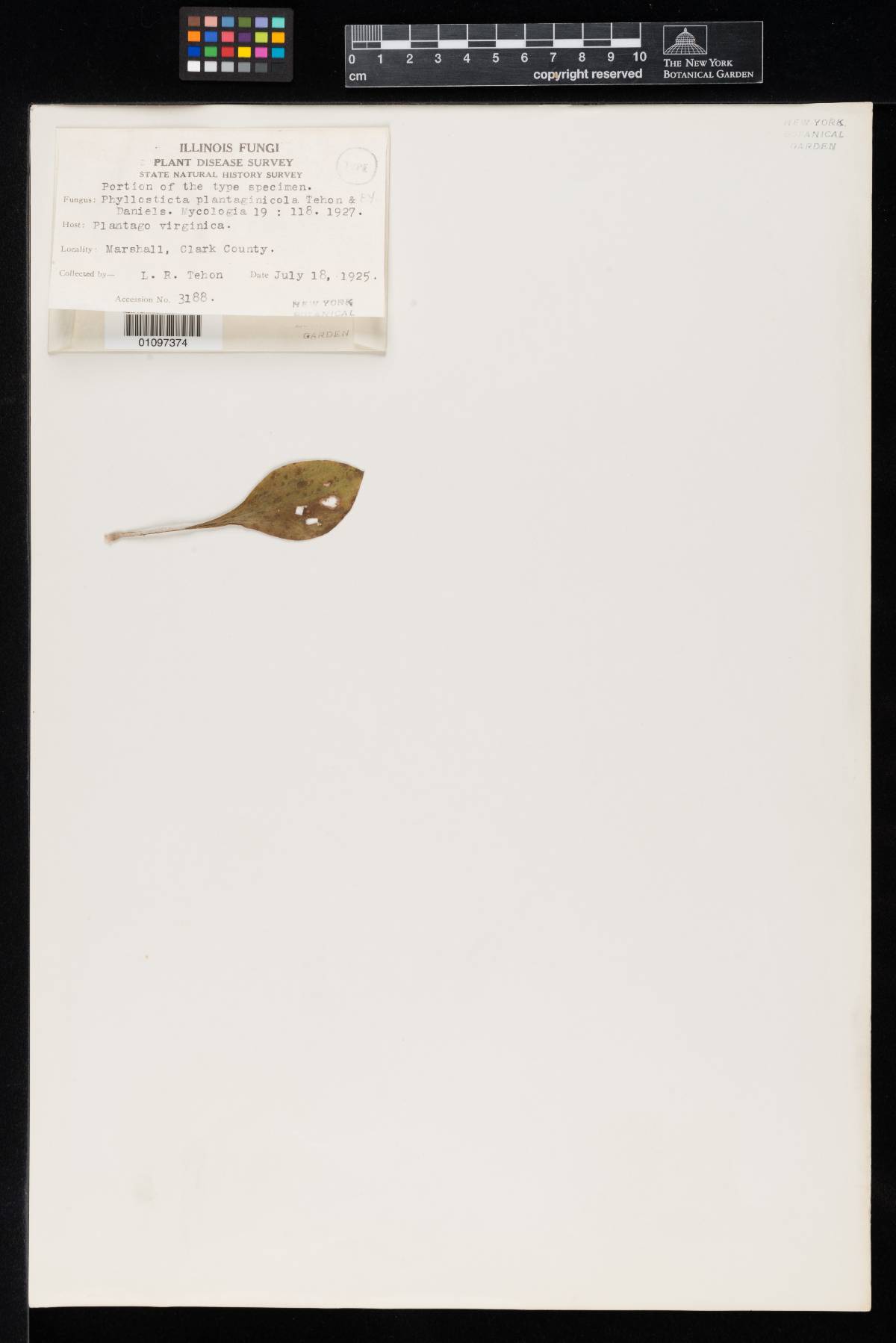 Phyllosticta plantaginicola image