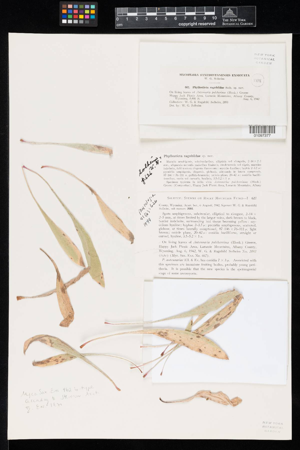 Phyllosticta ragnhildae image