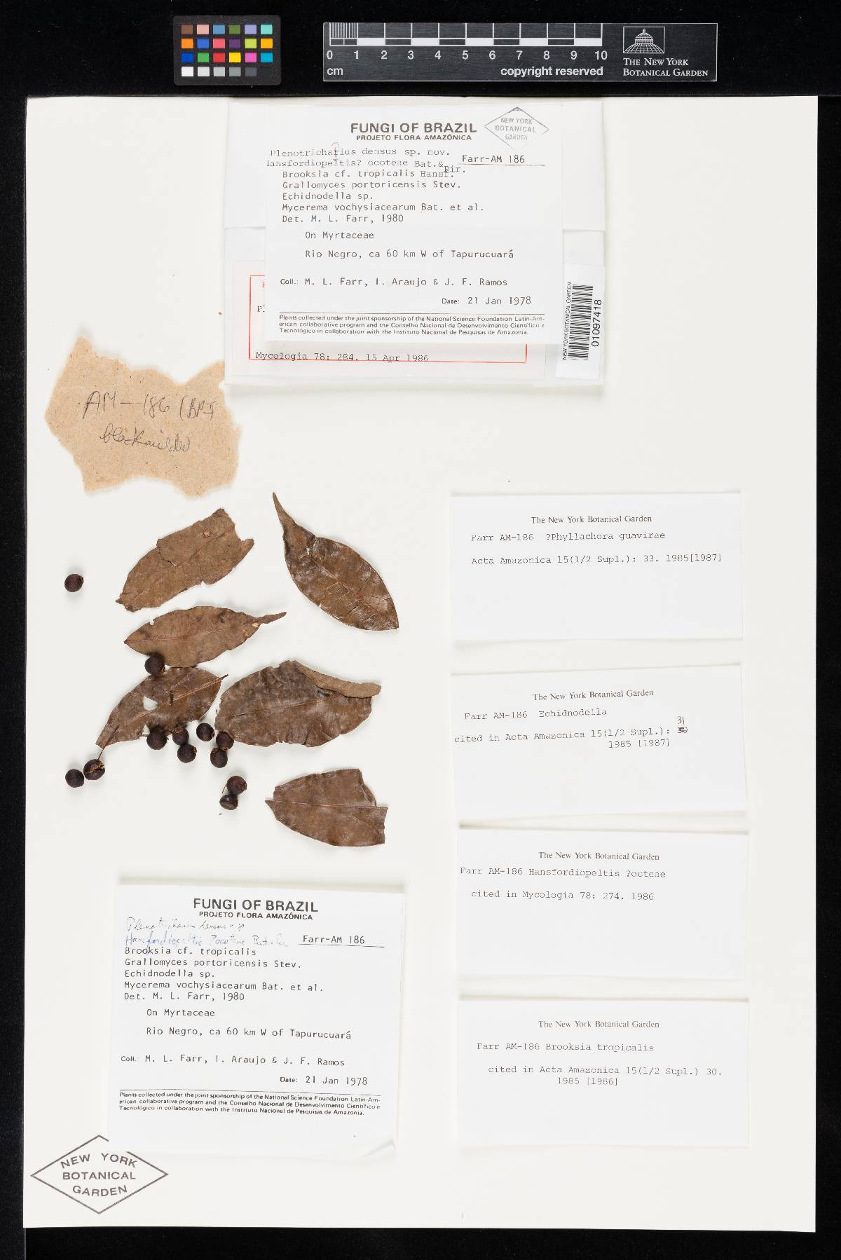 Plenotrichaius densus image