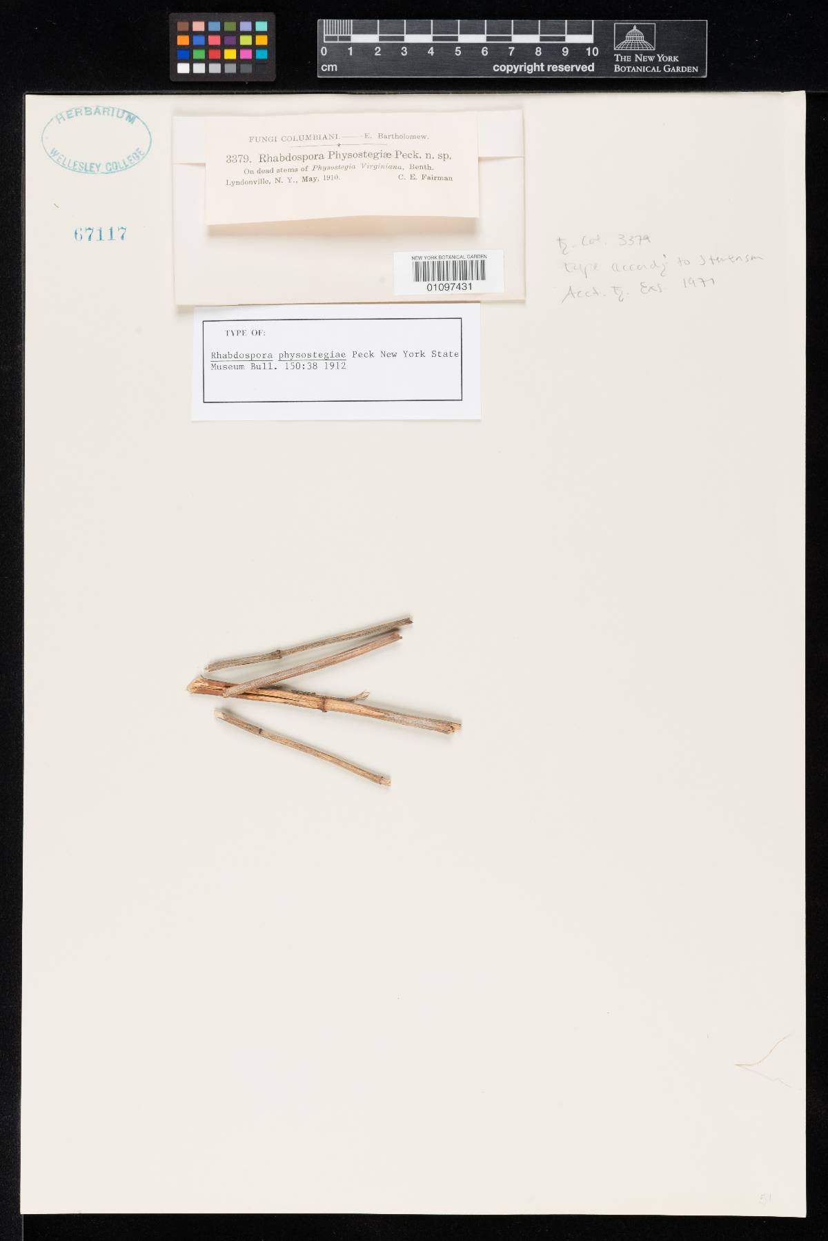 Rhabdospora physostegiae image