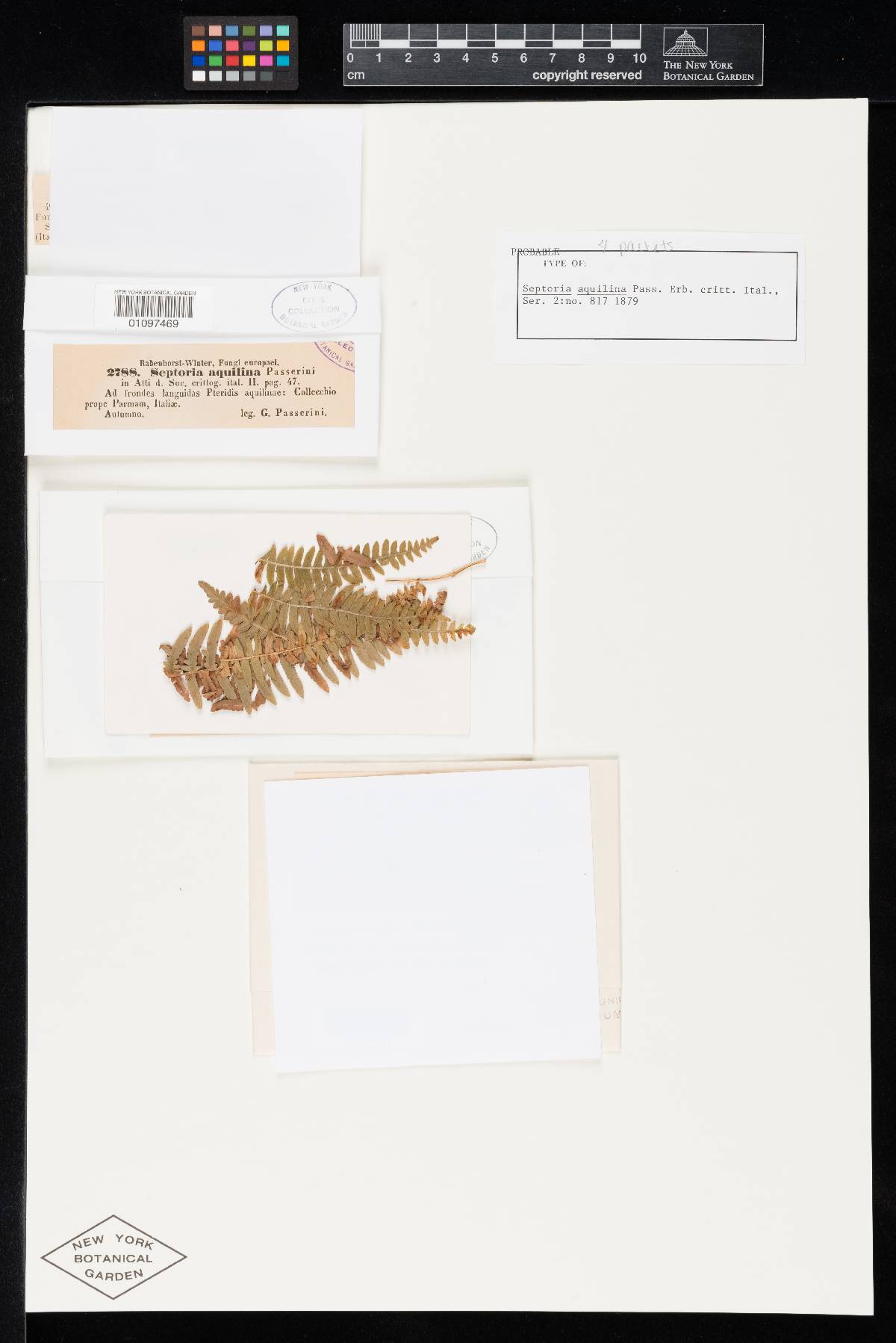 Septoria aquilina image