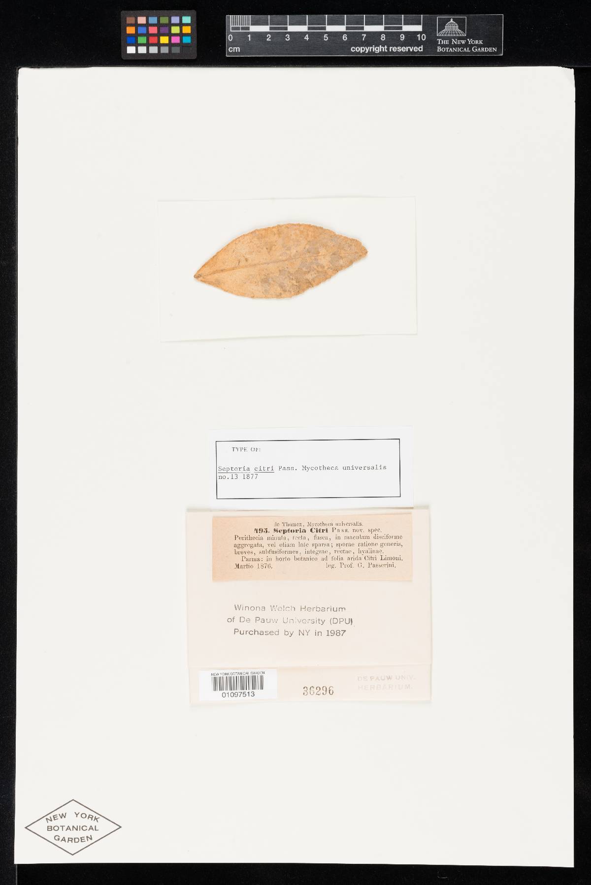 Septoria citri image