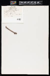 Sphaeropsis ampelopsidis image