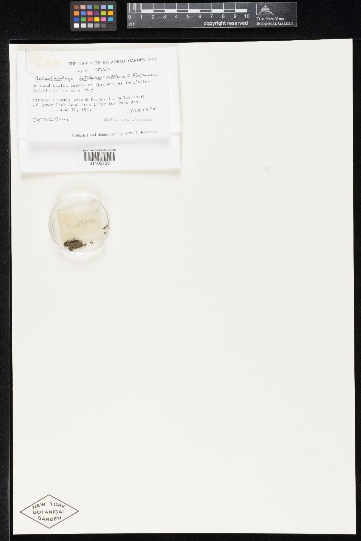 Achaetobotrys image