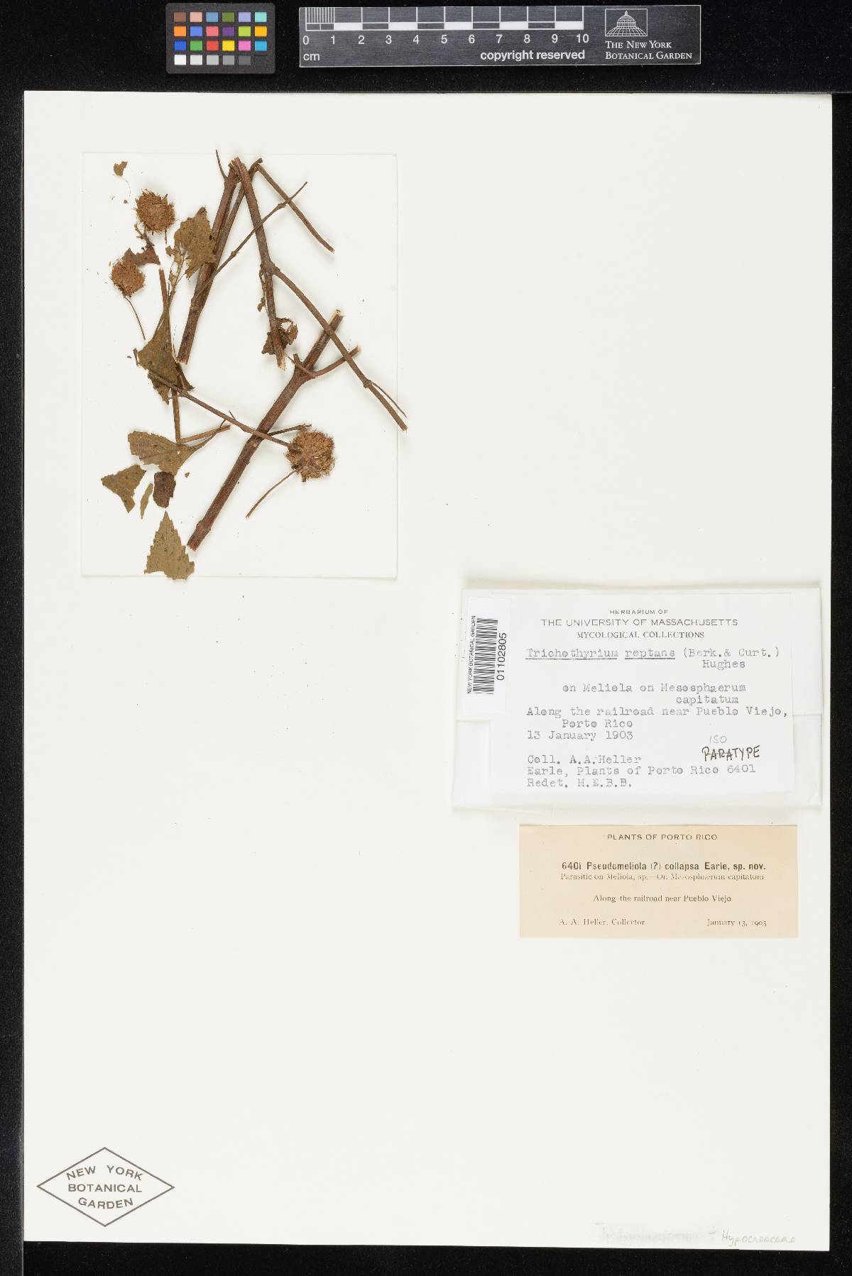 Trichothyrium reptans image