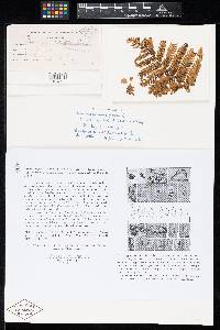 Griggsia cyathea image