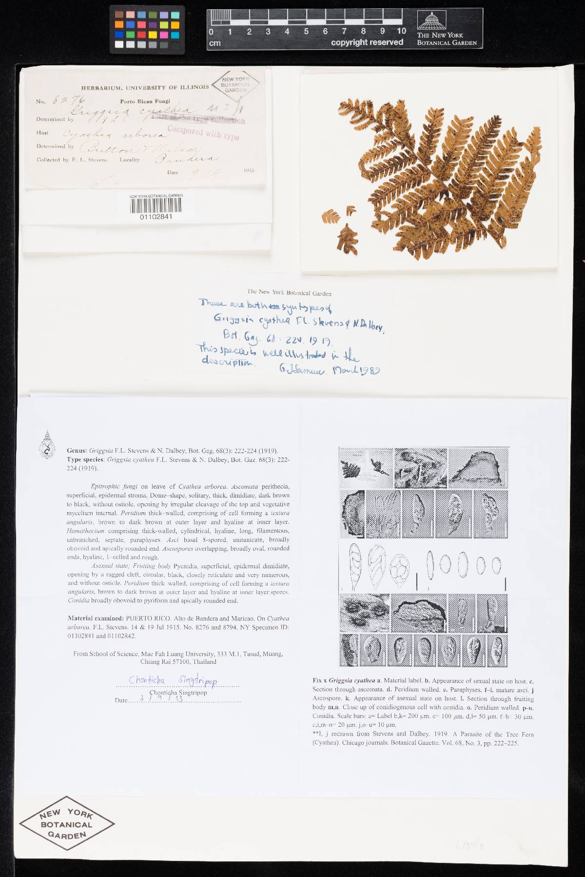 Griggsia cyathea image