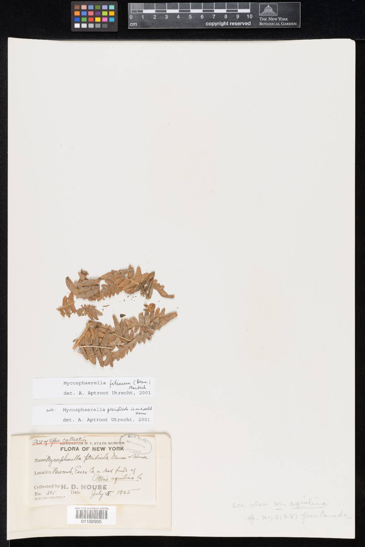 Mycosphaerella pteridicola image