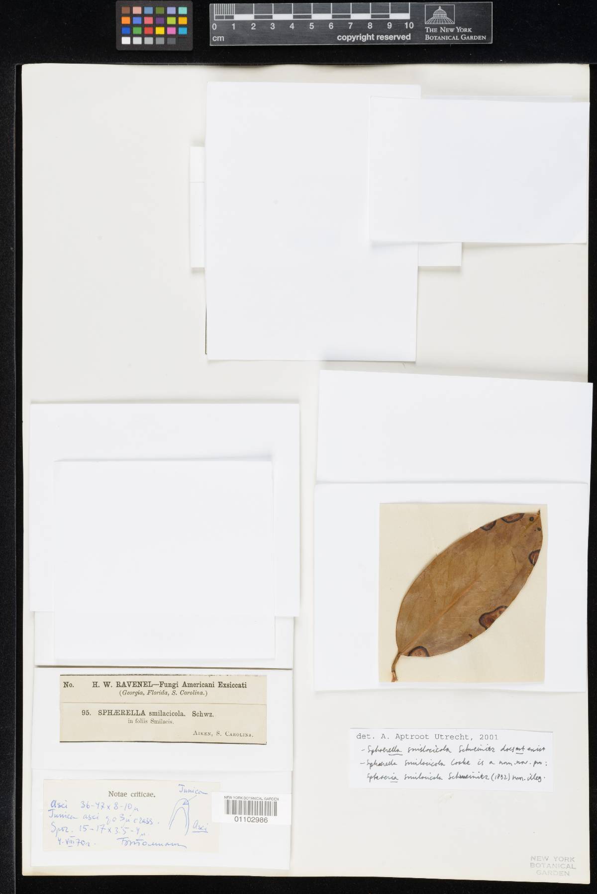 Sphaerella smilacicola image