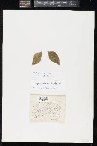 Sphaerella ulmifolia image