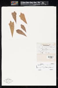 Pestalotia taphrinicola image