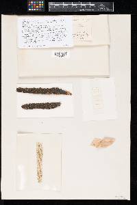 Pezicula spiculata image