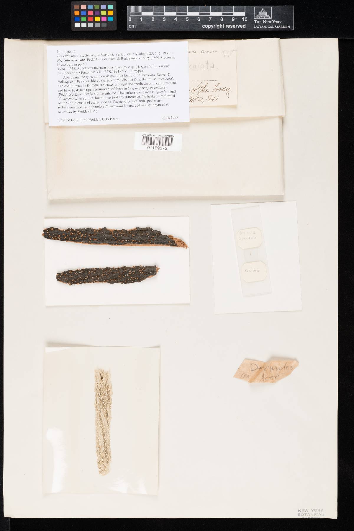 Pezicula spiculata image