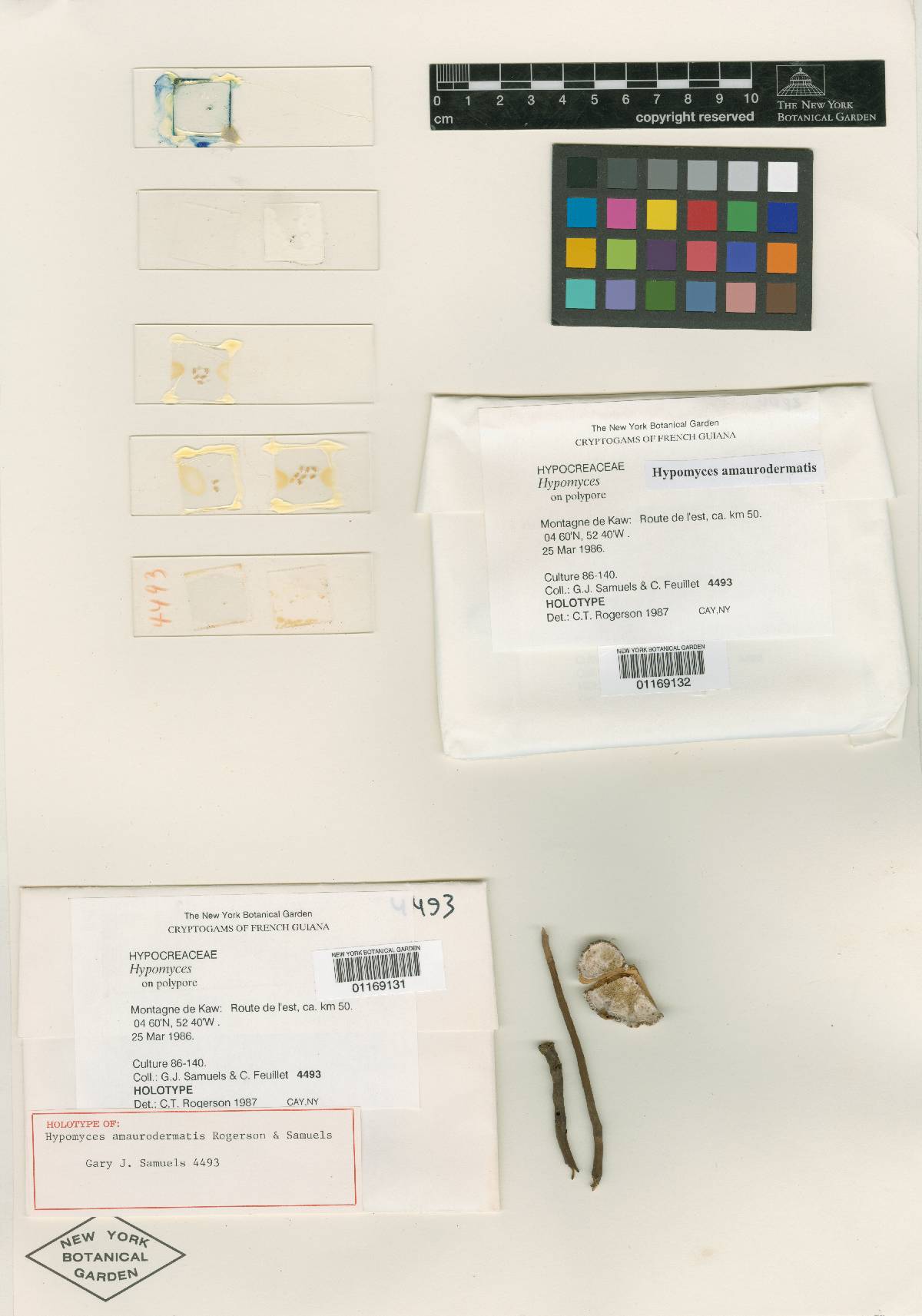 Hypomyces amaurodermatis image