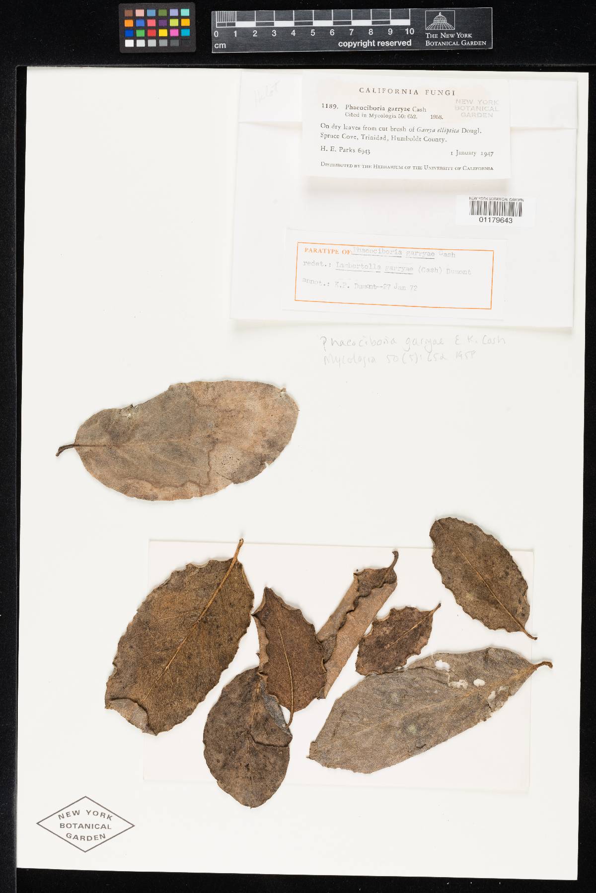 Phaeociboria garryae image