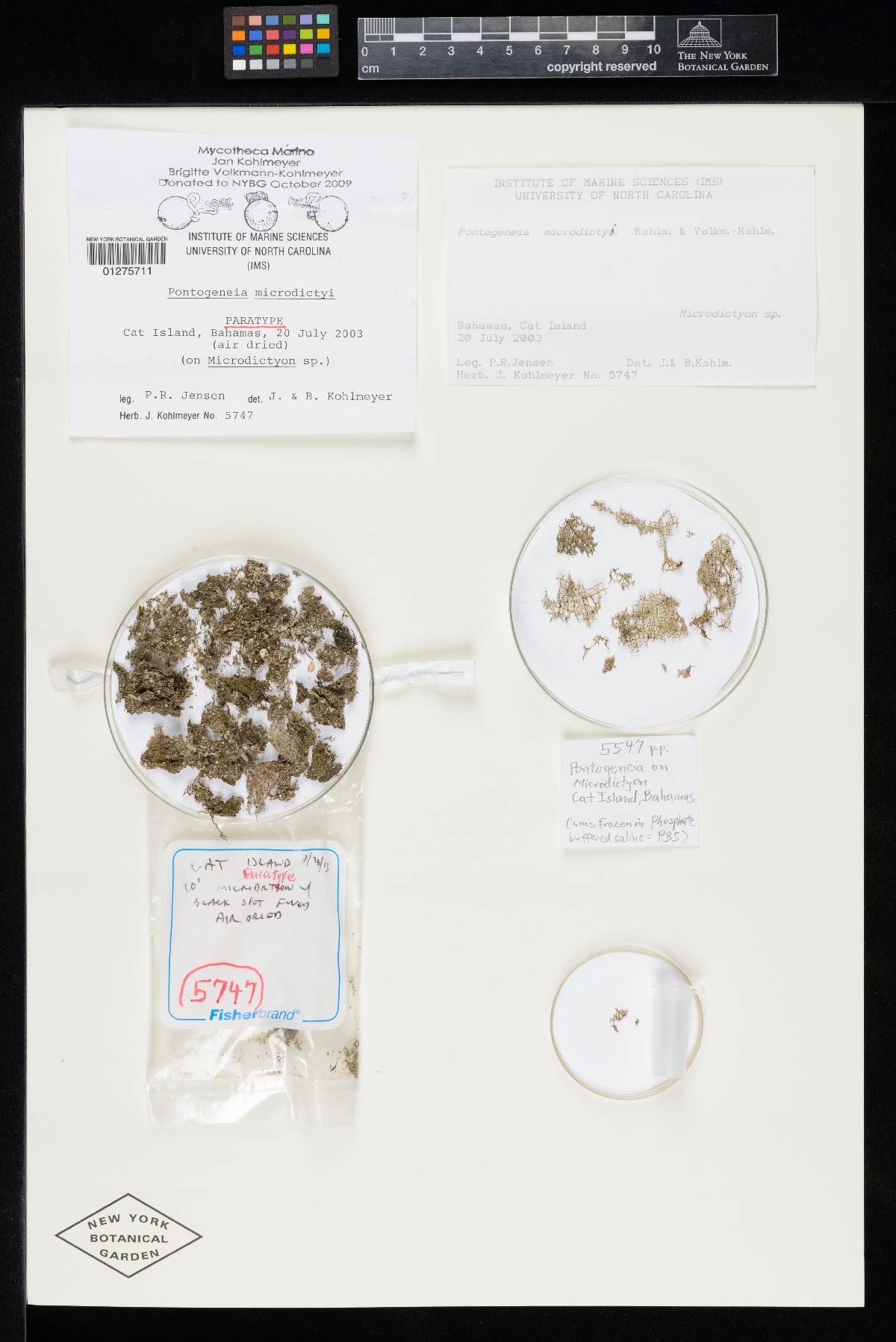 Pontogeneia image