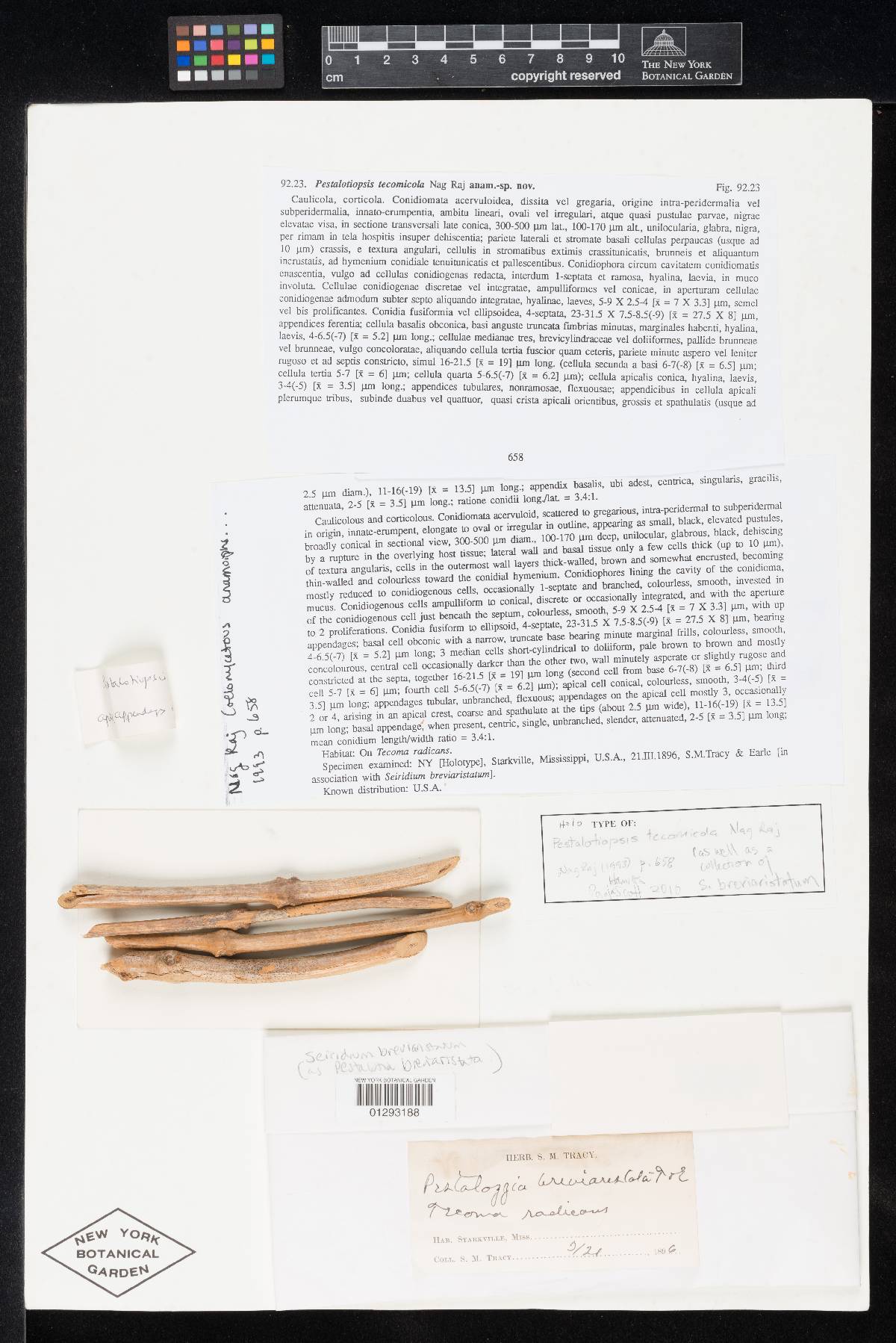 Seiridium breviaristatum image