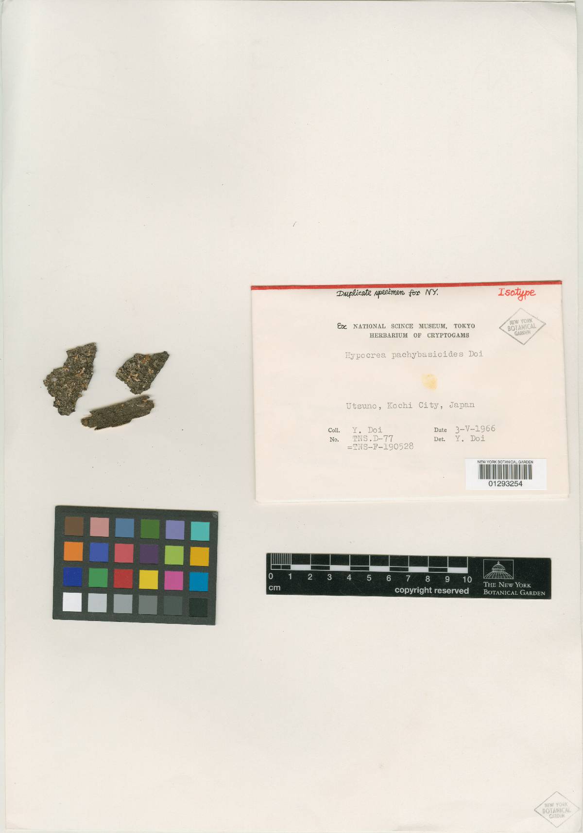 Hypocrea pachybasioides image