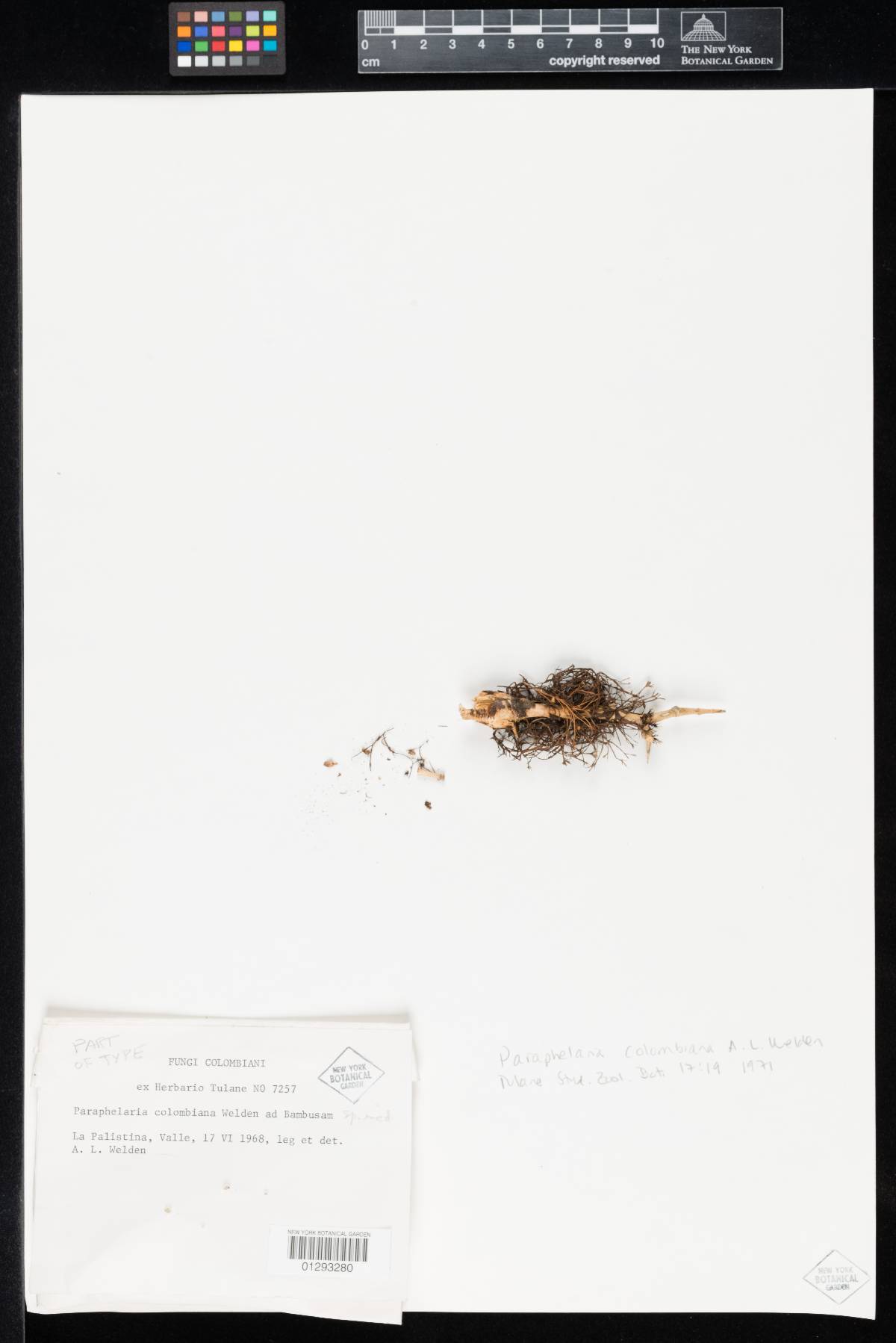 Aphelariopsis colombiana image