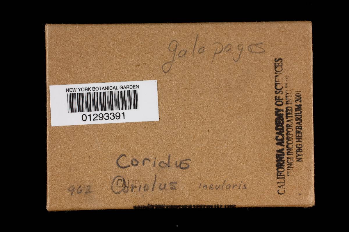 Coriolus insularis image