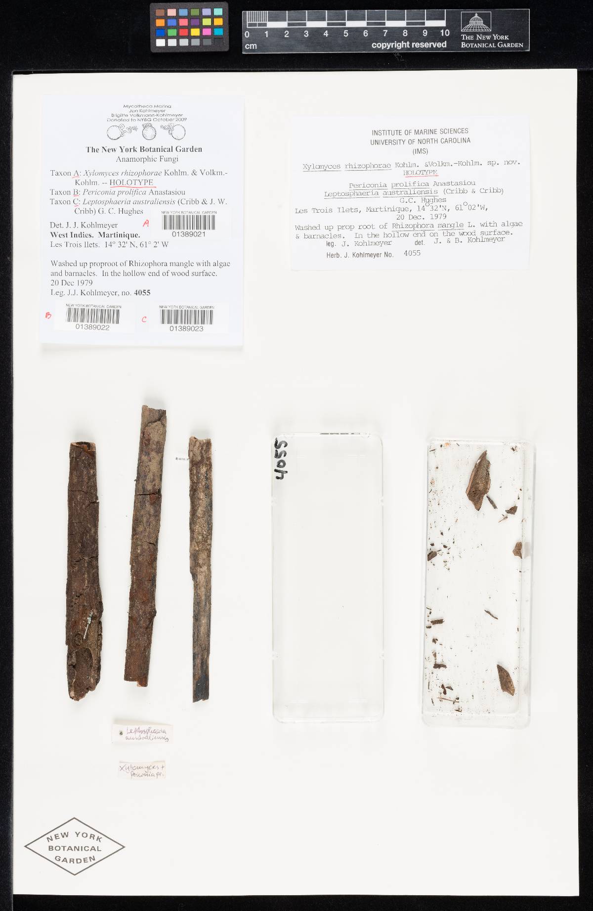 Xylomyces rhizophorae image