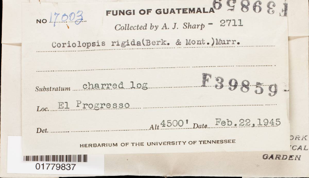Coriolopsis floccosa image