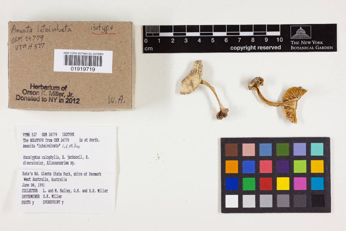 Amanita luteivolvata image
