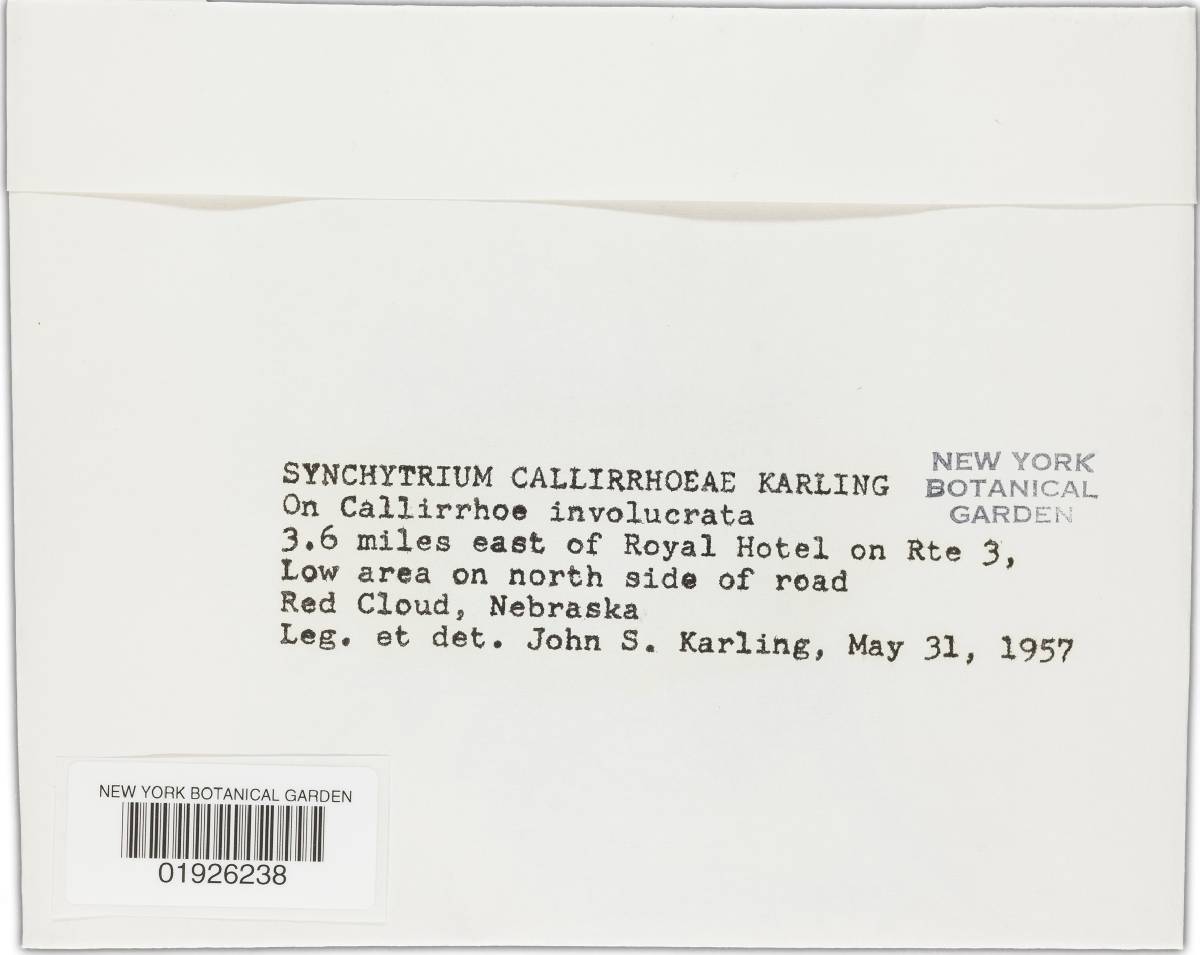 Synchytrium callirrhoes image