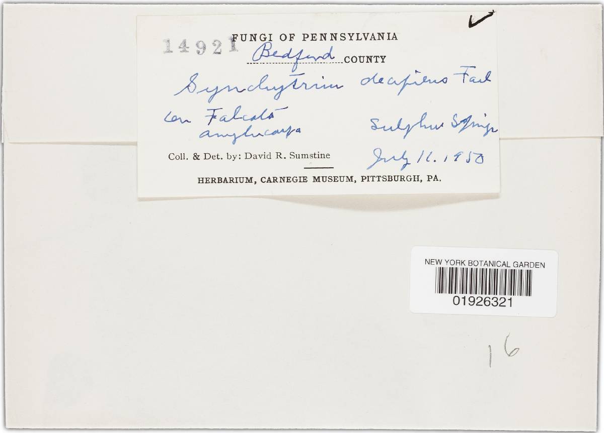 Synchytrium decipiens image