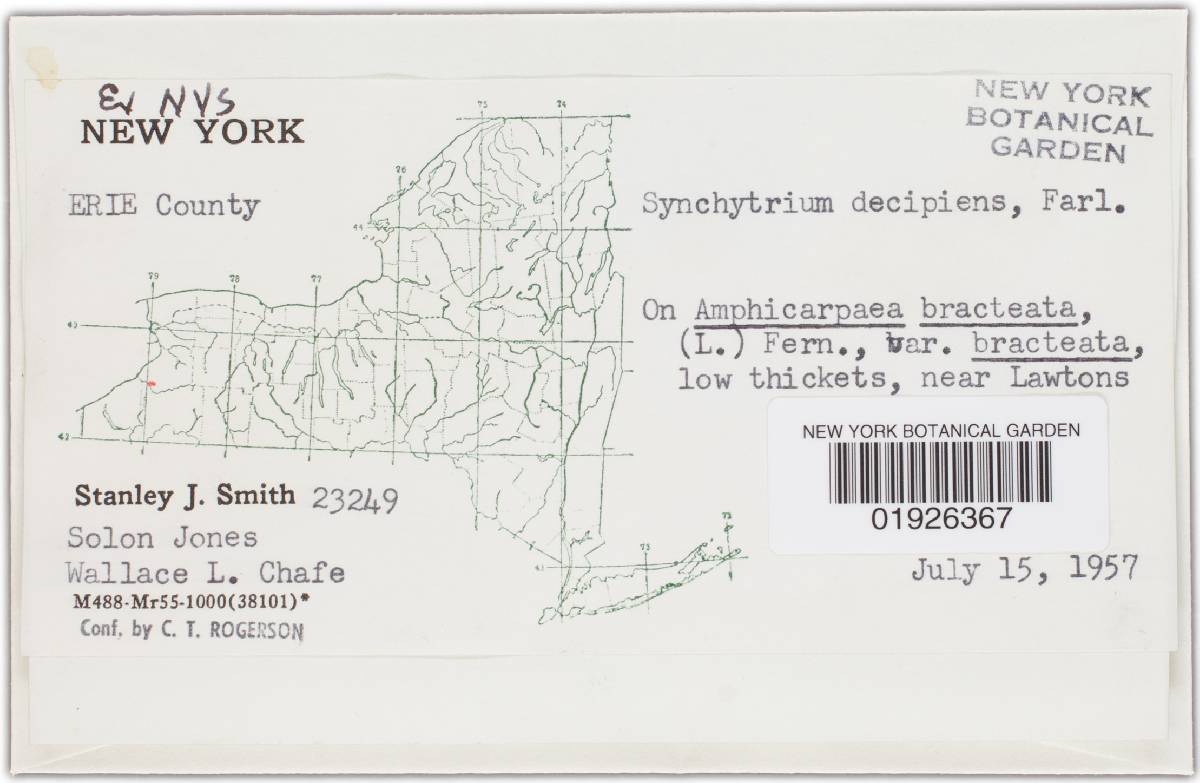 Synchytrium decipiens image
