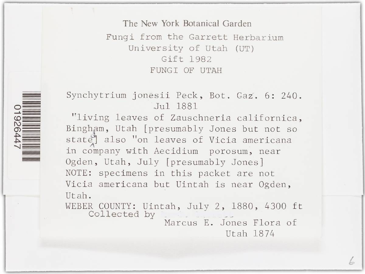 Synchytrium jonesii image